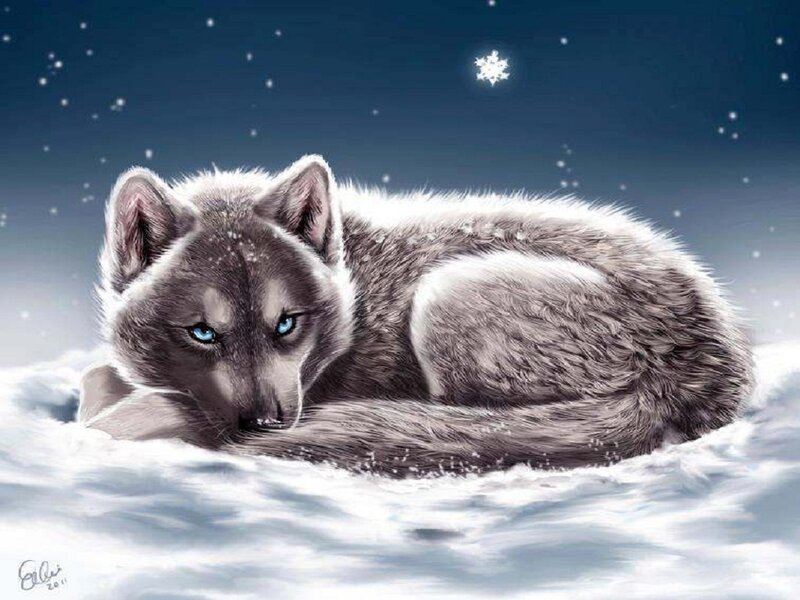 Gray Wolf in Snow — White, Serene