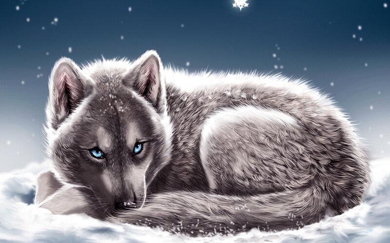 Gray Wolf in Snow — White, Serene, Winter
