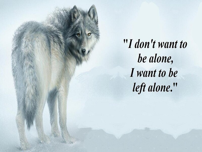 Gray Wolf in Snow — White, Somber