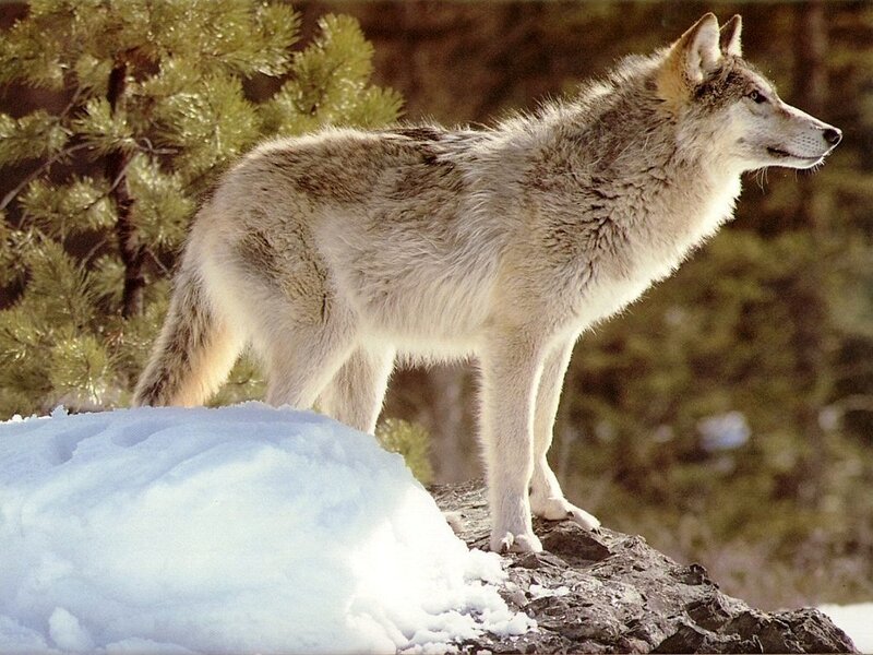 Gray Wolf in Snow — White