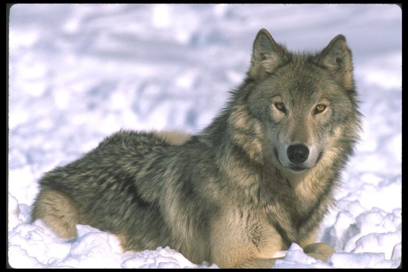 Gray Wolf in Snow — Winter