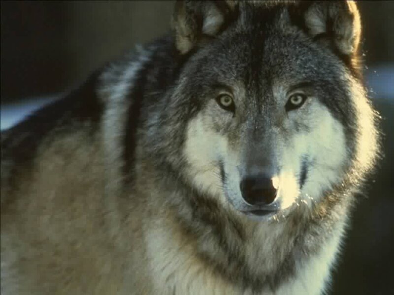 Gray Wolf in Sunlight