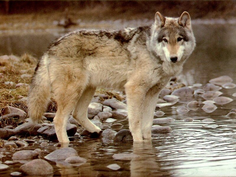 Gray Wolf in Water — Alert