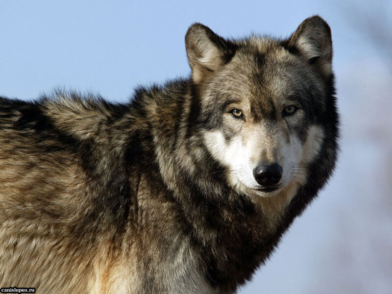 Gray Wolf in Winter — Alert, Photograph