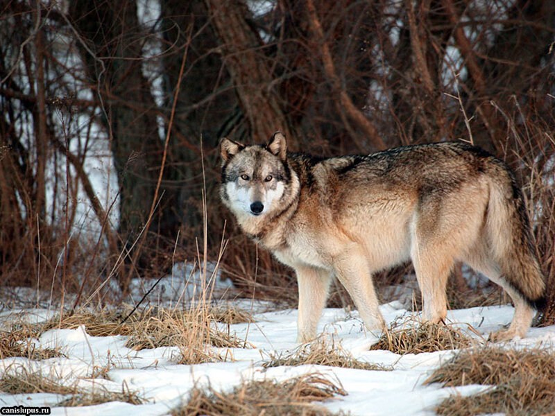 Gray Wolf in Winter — Alert