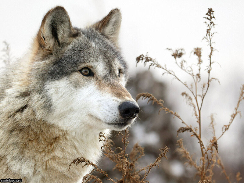 Gray Wolf in Winter — Calm