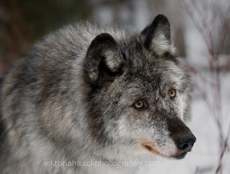 Gray Wolf in Winter