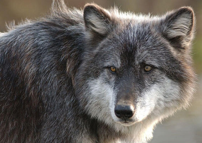 Gray Wolf — Intense