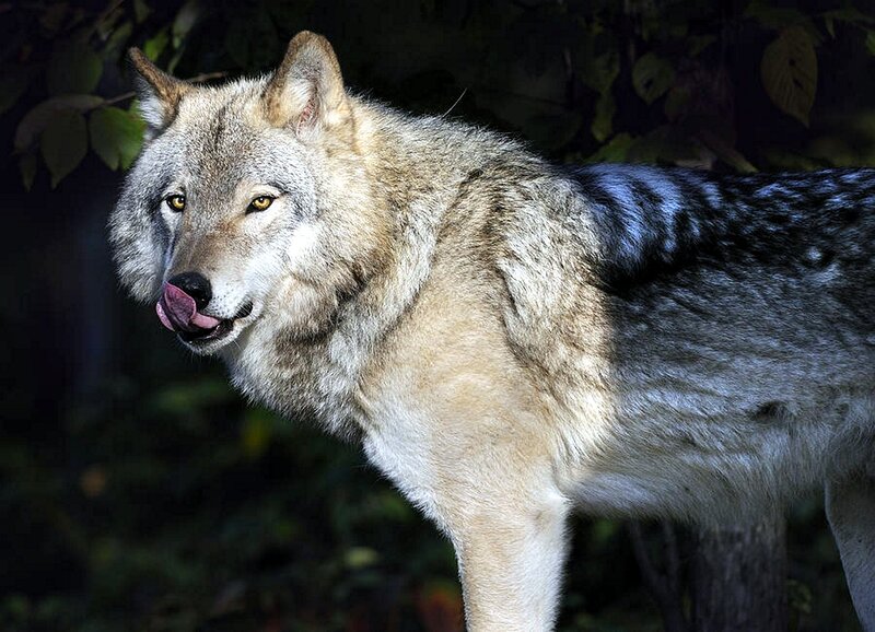 Gray Wolf Licking Nose