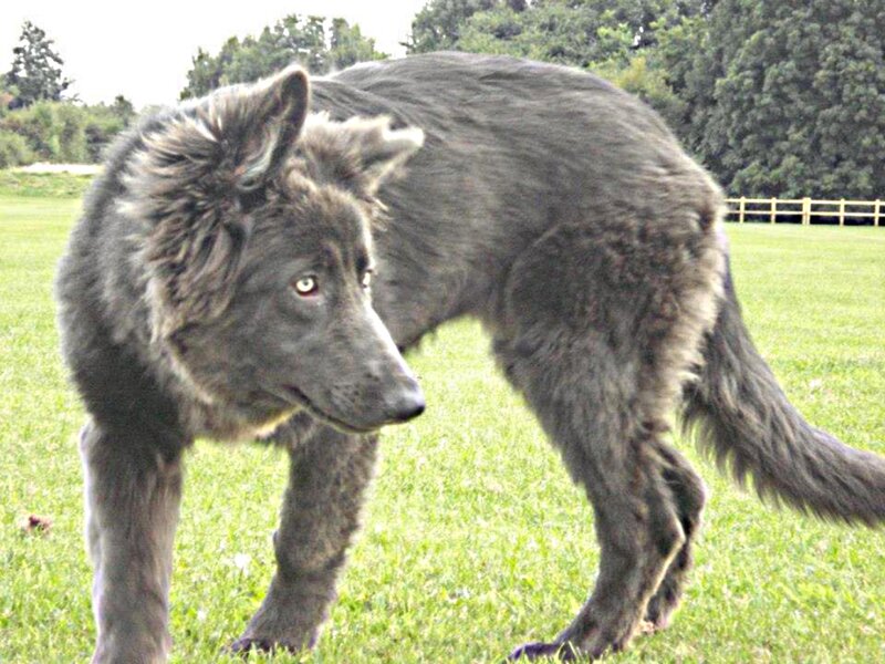 Gray Wolf-like Dog — Green