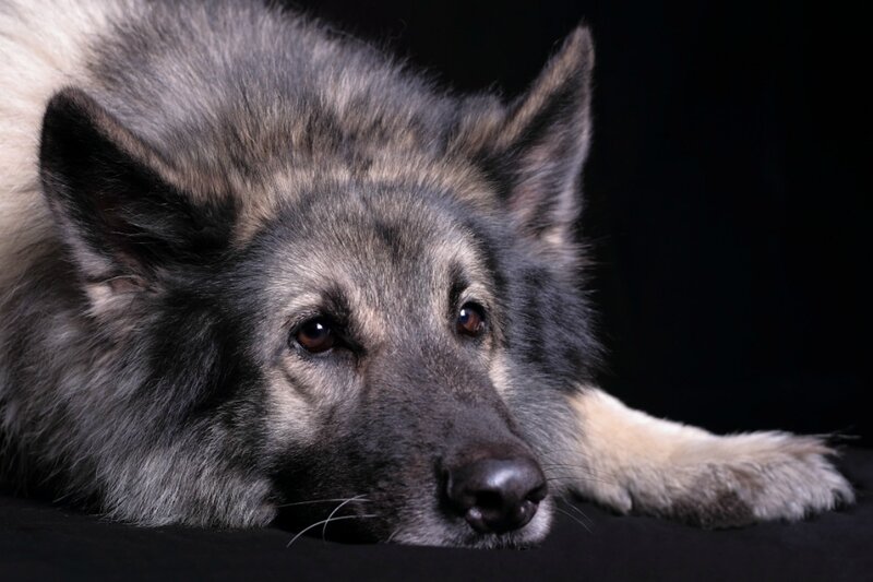 Gray Wolf-like Dog