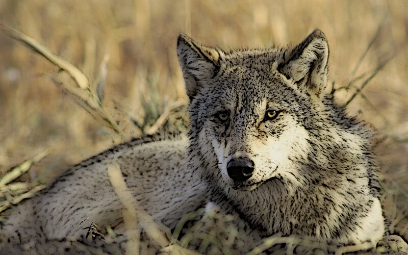 Gray Wolf Lying Down — Alert, Afternoon, Photograph