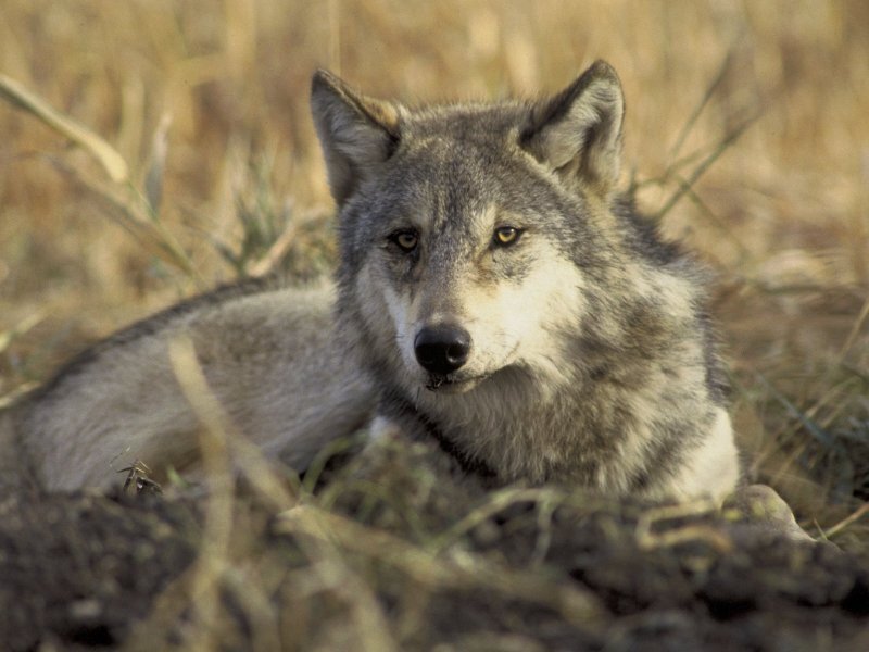 Gray Wolf Lying Down — Alert, Afternoon