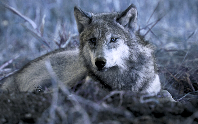 Gray Wolf Lying Down — Alert, Night
