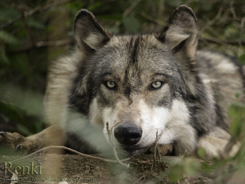 Gray Wolf Lying Down — Alert