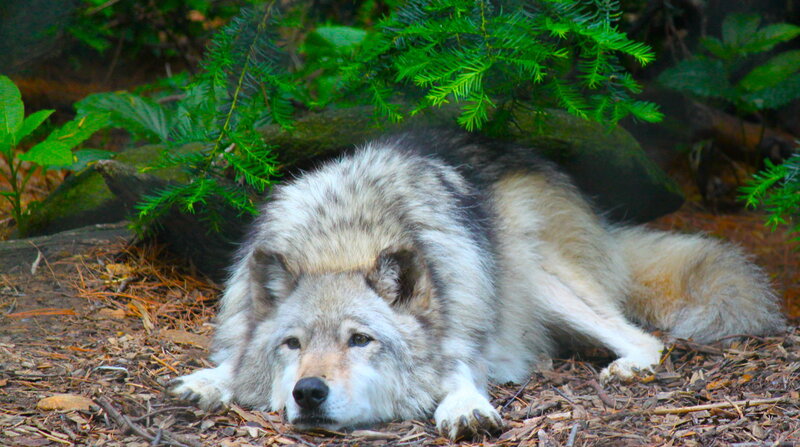 Gray Wolf Lying Down — Calm, Afternoon, Photograph, Forest, Pine Branches