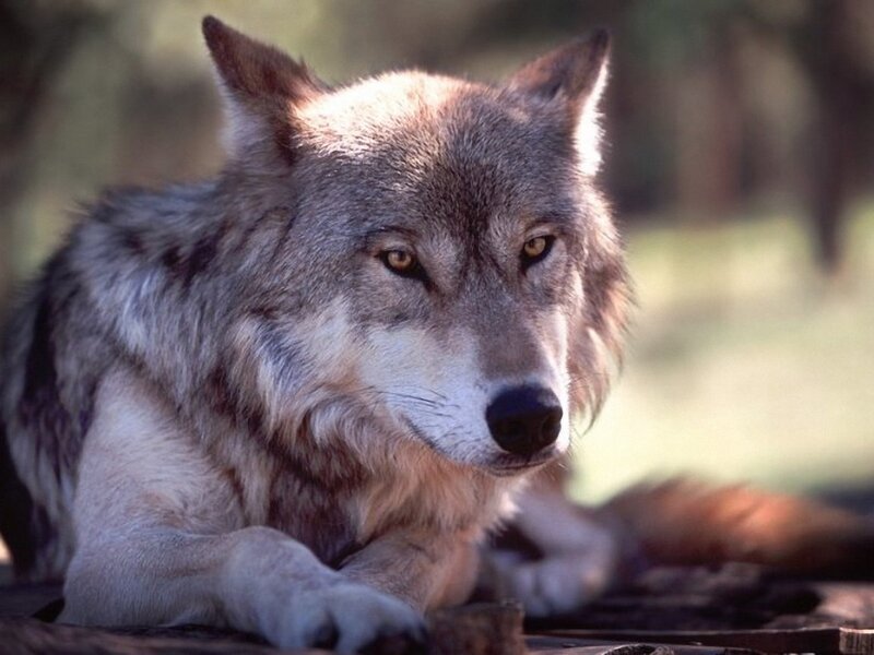 Gray Wolf Lying Down — Calm, Afternoon, Photograph, Forest