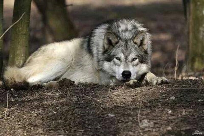 Gray Wolf Lying Down — Calm, Afternoon, Photograph, Forest, Trees