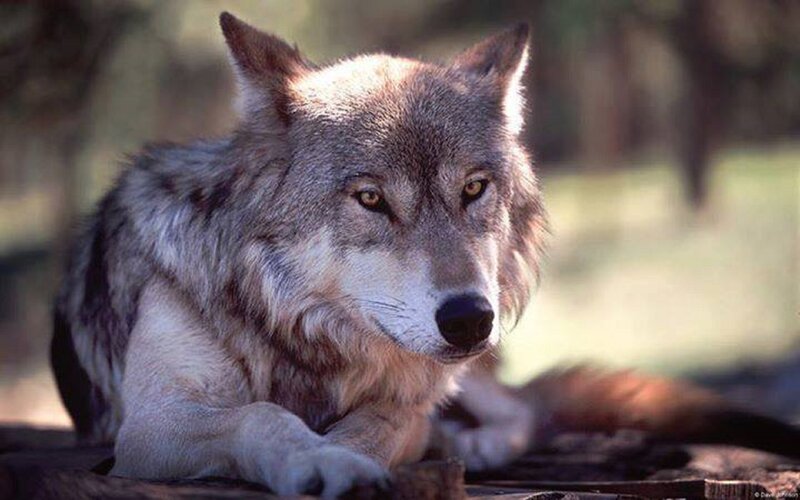 Gray Wolf Lying Down — Calm, Afternoon, Photograph, Forest, Wooden Surface