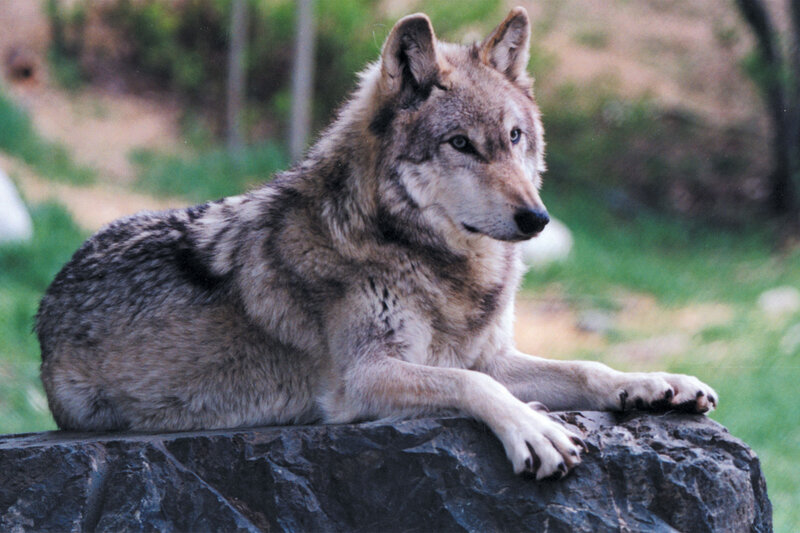 Gray Wolf Lying Down — Calm, Afternoon, Photograph, Rock, Grass