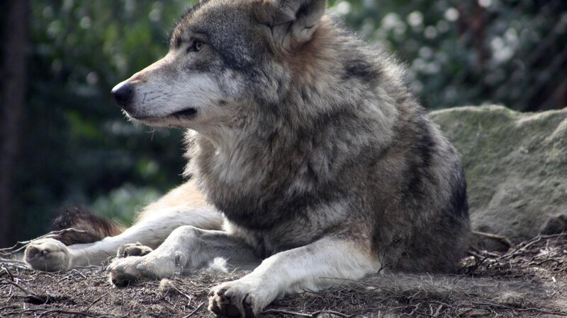 Gray Wolf Lying Down — Calm, Afternoon, Photograph, Rock, Trees