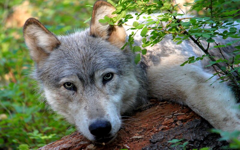 Gray Wolf Lying Down — Calm, Afternoon, Photograph