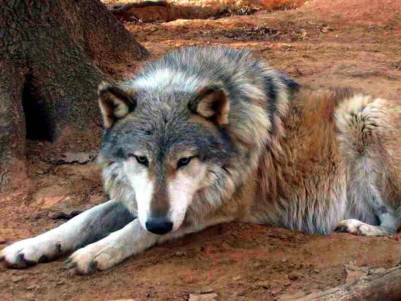 Gray Wolf Lying Down — Calm, Afternoon, Photograph, Tree Trunk