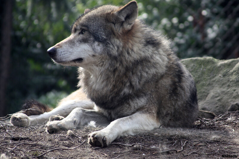 Gray Wolf Lying Down — Calm, Afternoon, Photograph, Trees
