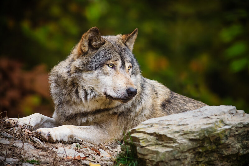 Gray Wolf Lying Down — Calm, Autumn, Photograph, Rock