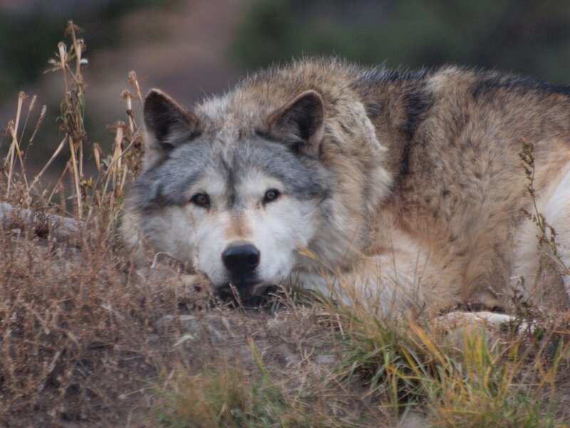 Gray Wolf Lying Down — Calm, Autumn, Photograph