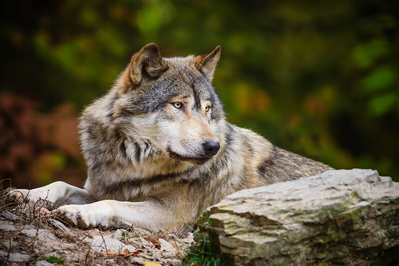 Gray Wolf Lying Down — Calm, Autumn