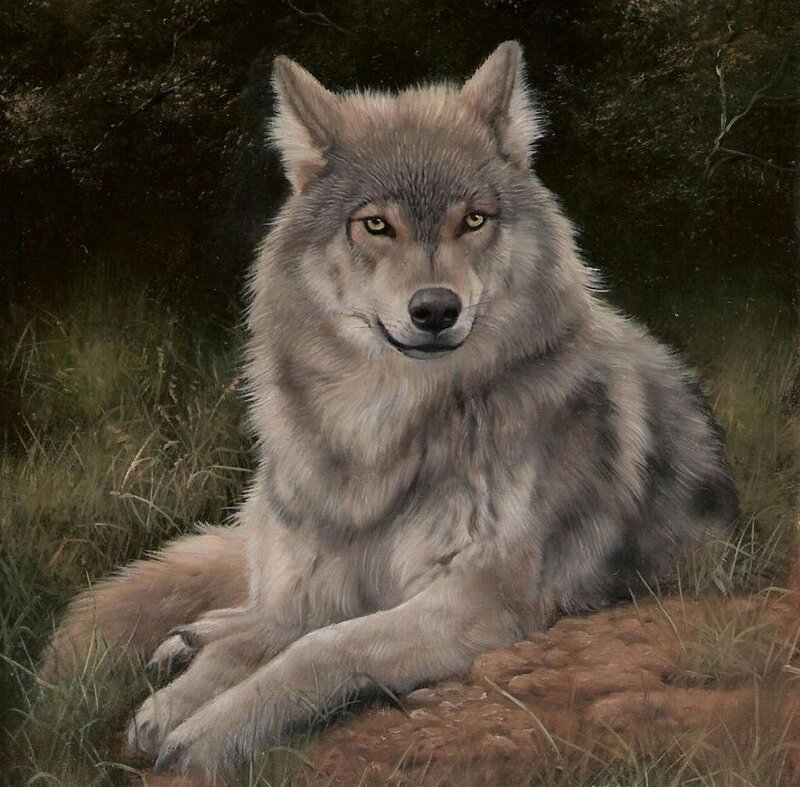 Gray Wolf Lying Down — Calm, Painting