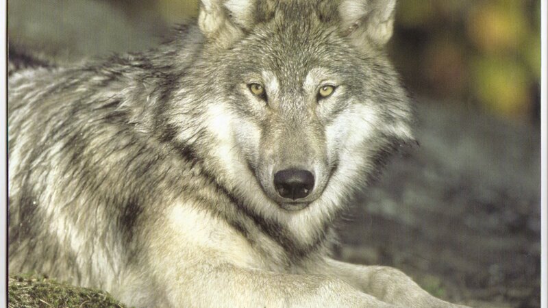Gray Wolf Lying Down — Calm, Photograph, Forest
