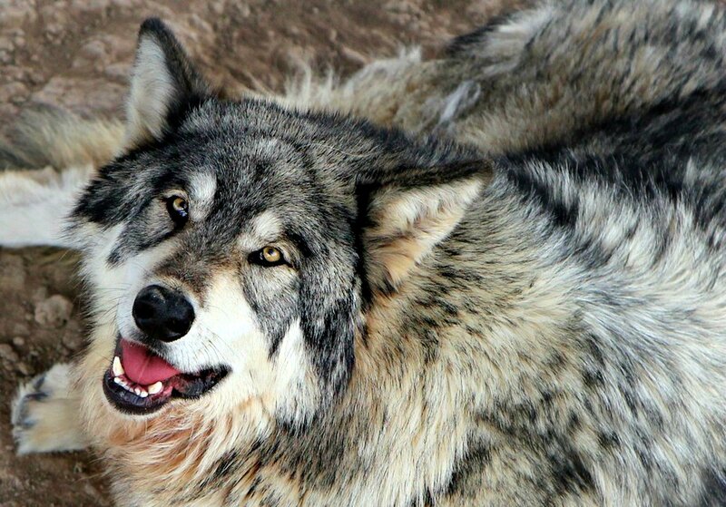 Gray Wolf Lying Down — Calm, Photograph, Ground