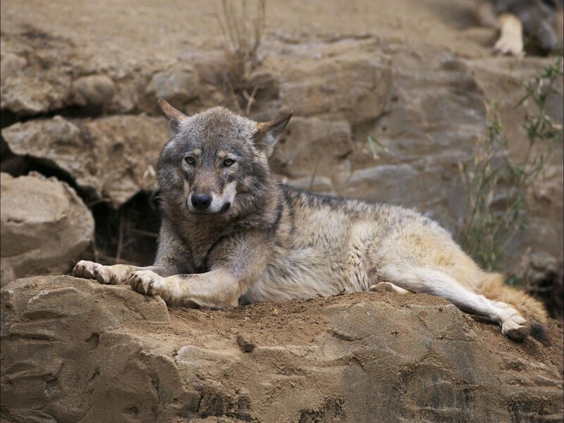 Gray Wolf Lying Down — Calm, Photograph, Rock, Dirt
