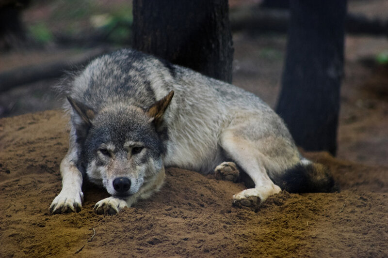 Gray Wolf Lying Down — Calm, Photograph