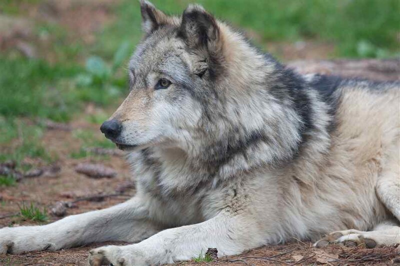 Gray Wolf Lying Down — Calm