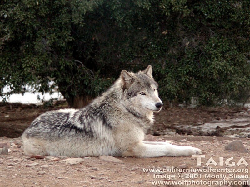 Gray Wolf Lying Down — Calm, Winter, Photograph