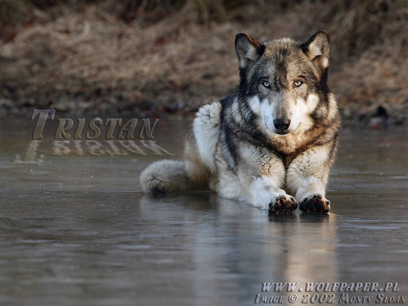 Gray Wolf Lying Down — Calm, Winter