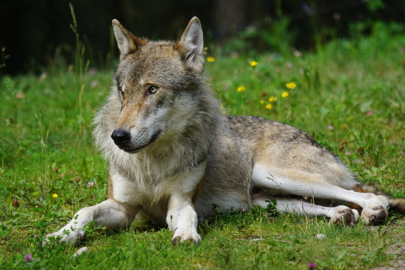 Gray Wolf Lying Down — Green, Calm