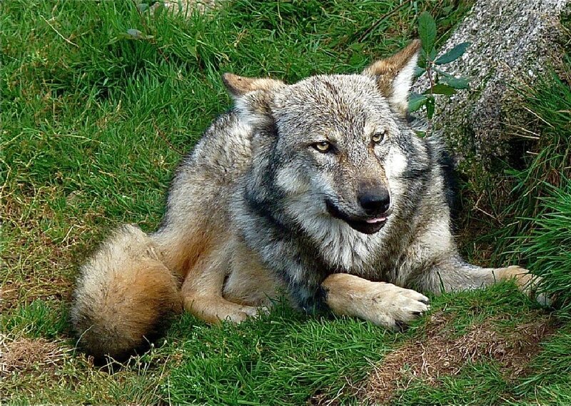 Gray Wolf Lying Down — Green