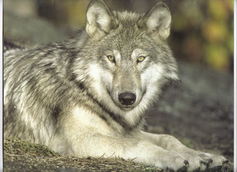 gray wolf lying on ground