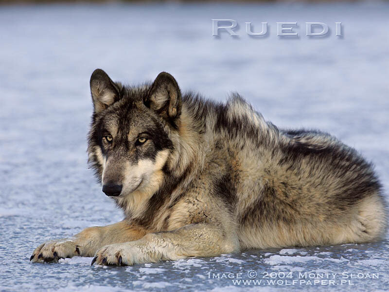Gray Wolf Lying on Ice