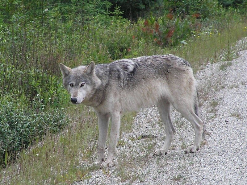 Gray Wolf on Gravel Path