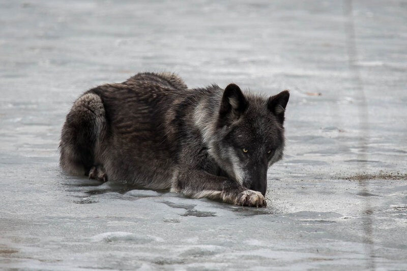 Gray Wolf on Ice