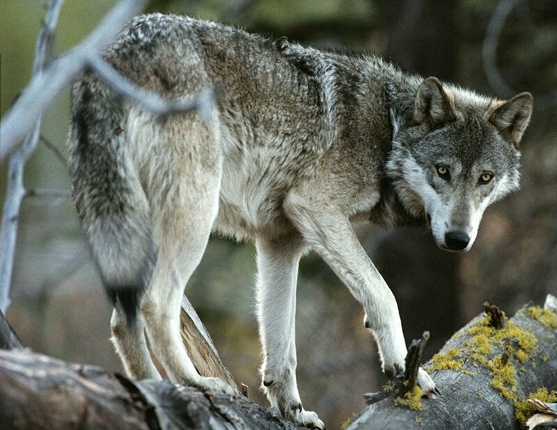 Gray Wolf on Log — Alert