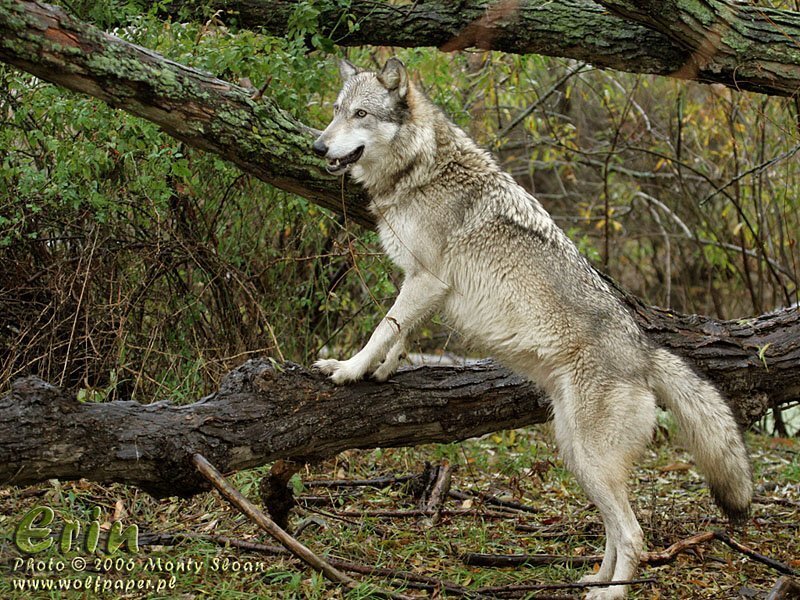 Gray Wolf on Log — Natural