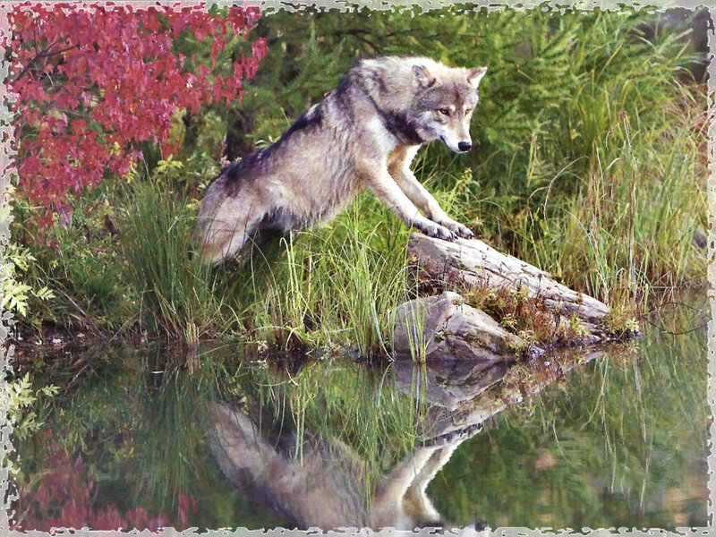 Gray Wolf on Log