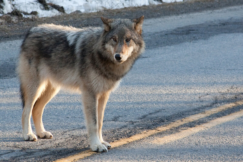Gray Wolf on Road — Alert