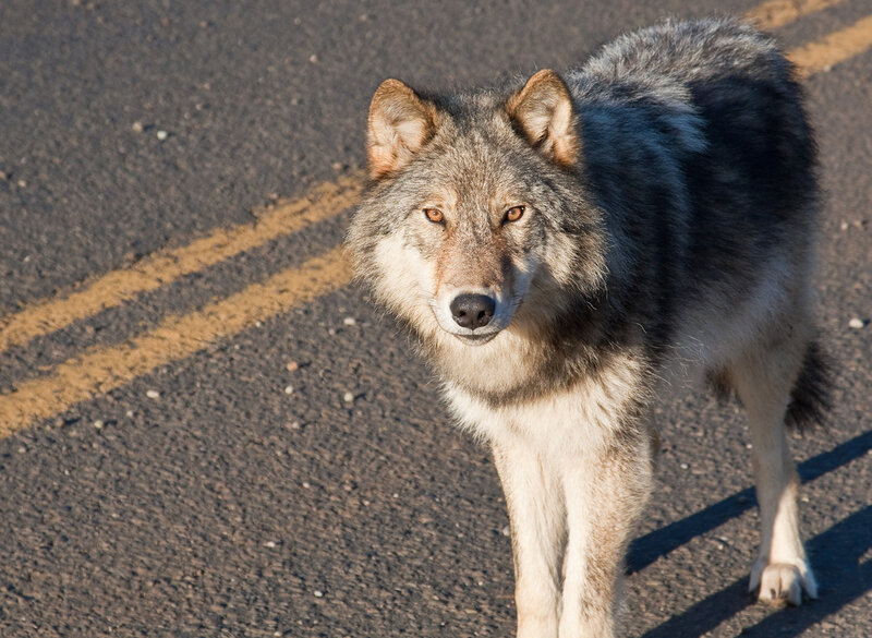 Gray Wolf on Road